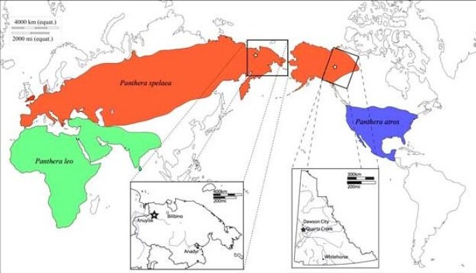 Historisk maksimal utbredelse av huleløver (P. leo spelaea), den amerikanske løven (P. leo atrox) og dagens løver P. leo leo. Historisk maksimal utbredelse av huleløver (P. leo spelaea), den amerikanske løven (P. leo atrox) og dagens løver P. leo leo.