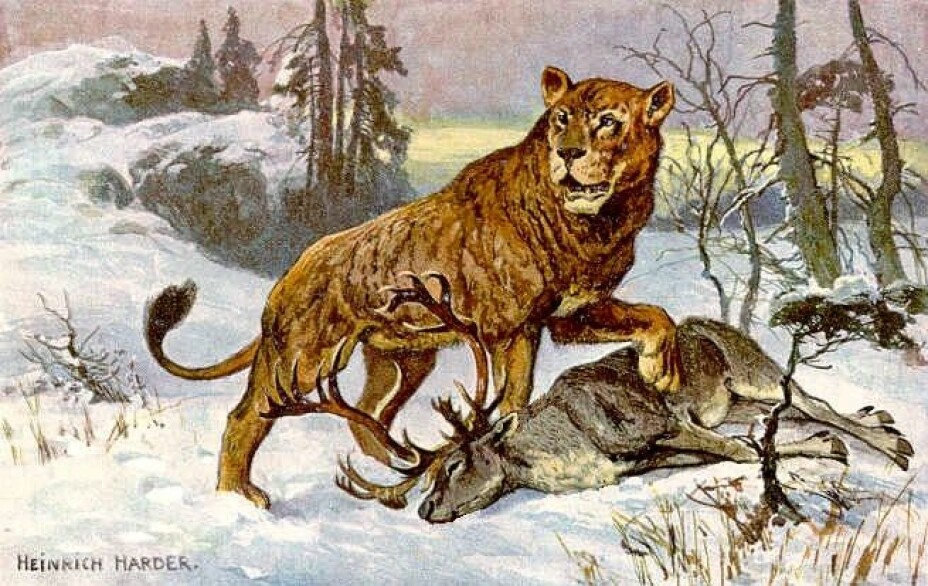 Artist Heinrich Harder’s rendition of a cave lion.