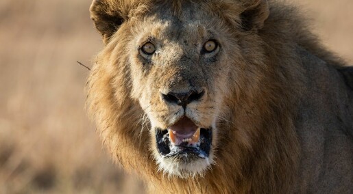Løvene risikerer å forsvinne fra jorda. Å granske slekta kan hjelpe
