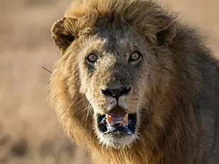 Lions are at risk of disappearing from earth. Studying their genealogy might help.