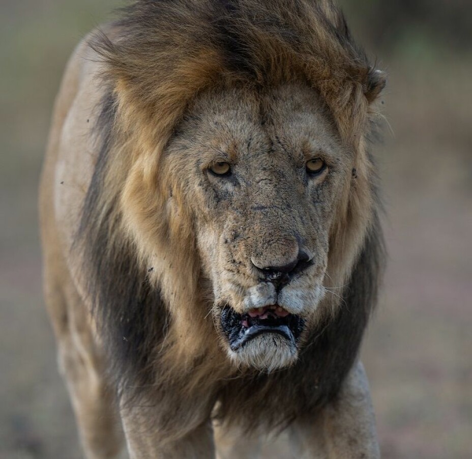 The lion has been a symbol of power for at least 6000 years. But now they need help.