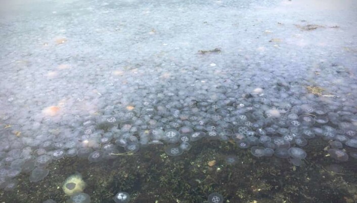 Et geléteppet på Ringshaugstranda i Tønsberg. Et geléteppet på Ringshaugstranda i Tønsberg.