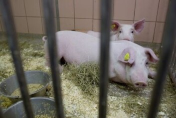 "Disse to unge grisene skal hjerteopereres i «autentsike» omgivelser i et velutstyrt operasjonsrom, for å gi hjertekiruger øvelse i nye operasjonsteknikker. Foto: UiB" "Disse to unge grisene skal hjerteopereres i «autentsike» omgivelser i et velutstyrt operasjonsrom, for å gi hjertekiruger øvelse i nye operasjonsteknikker. Foto: UiB"