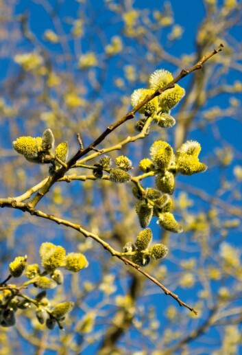 Det er bedre å telle pollenkorn i lufta enn å bare anta at vår betyr mye pollen. Det er nemlig stor variasjon fra område til område, og fra år til år. (Foto: Colourbox) Det er bedre å telle pollenkorn i lufta enn å bare anta at vår betyr mye pollen. Det er nemlig stor variasjon fra område til område, og fra år til år. (Foto: Colourbox)