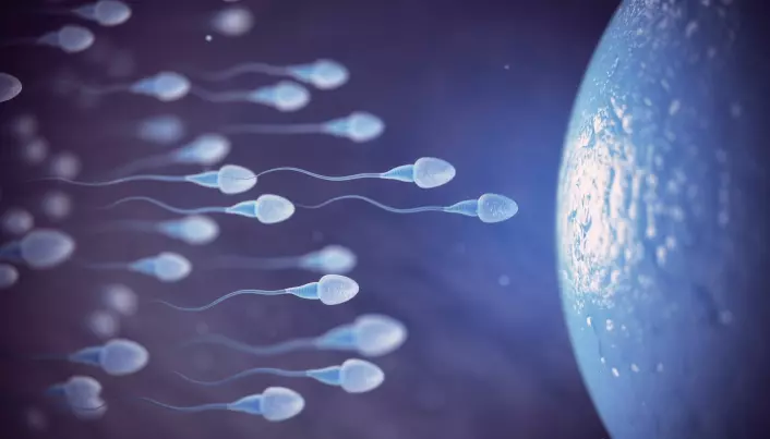 Eggcellen foretrekker noen menns sædceller foran andres, ifølge ny studie