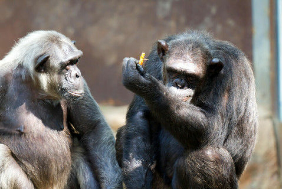 Det er ikke bare mennesker som har gode venner. Det gjelder også andre primater. Muligheten for å danne vennskap nemlig i en felles stamfar til alle nålevende primater. (Foto: Colourbox)