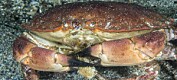 Nordnorske krabber har mer tungmetall i kroppen