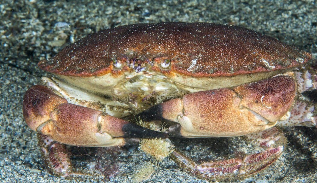 Forsker Martin Wiech har undersøkt 445 taskekrabber fra både Sør- og Nord-Norge. De nordnorske krabbene hadde tre ganger så høye verdier av tungmetallet kadmium. Forsker Martin Wiech har undersøkt 445 taskekrabber fra både Sør- og Nord-Norge. De nordnorske krabbene hadde tre ganger så høye verdier av tungmetallet kadmium.