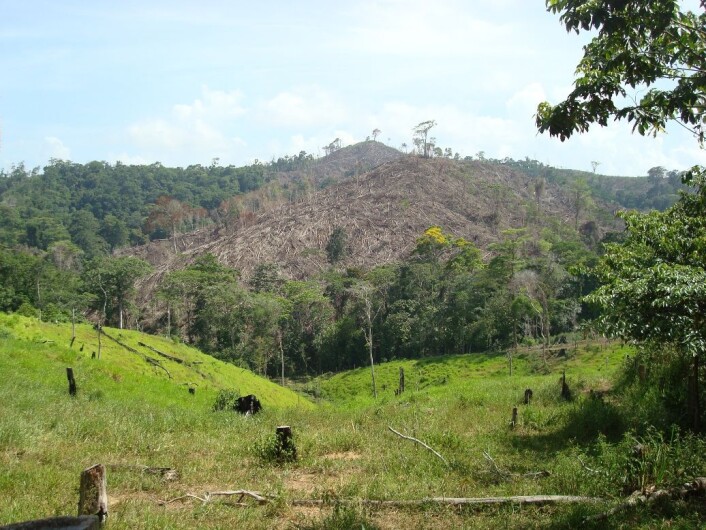 Avskoging nær gården til en påstått narkotikasmugler i Honduras. Narkobaronene hvitvasker penger gjennom å kjøpe opp landområder og starte landbruk. (Foto: David Wrathall) Avskoging nær gården til en påstått narkotikasmugler i Honduras. Narkobaronene hvitvasker penger gjennom å kjøpe opp landområder og starte landbruk. (Foto: David Wrathall)