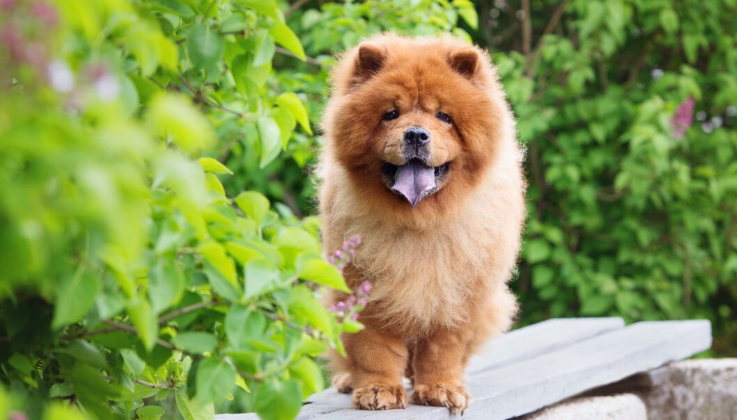 Chow-chow hadde 17 ganger mer risiko for heteslag sammenlignet med labrador viser en ny studie. Chow-chow hadde 17 ganger mer risiko for heteslag sammenlignet med labrador viser en ny studie.