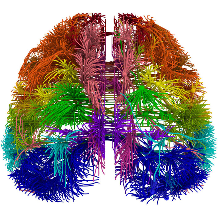 3D-bilde sett ovenfra og nedover av forbindelser mellom forskjellige deler av hjernebarken til en mus. (Foto: (Figur: Allen Institute for Brain Science)) 3D-bilde sett ovenfra og nedover av forbindelser mellom forskjellige deler av hjernebarken til en mus. (Foto: (Figur: Allen Institute for Brain Science))