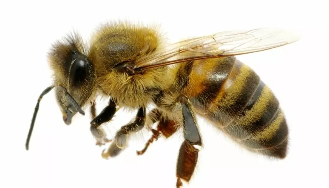 – Derfor går det dårlig med biene
