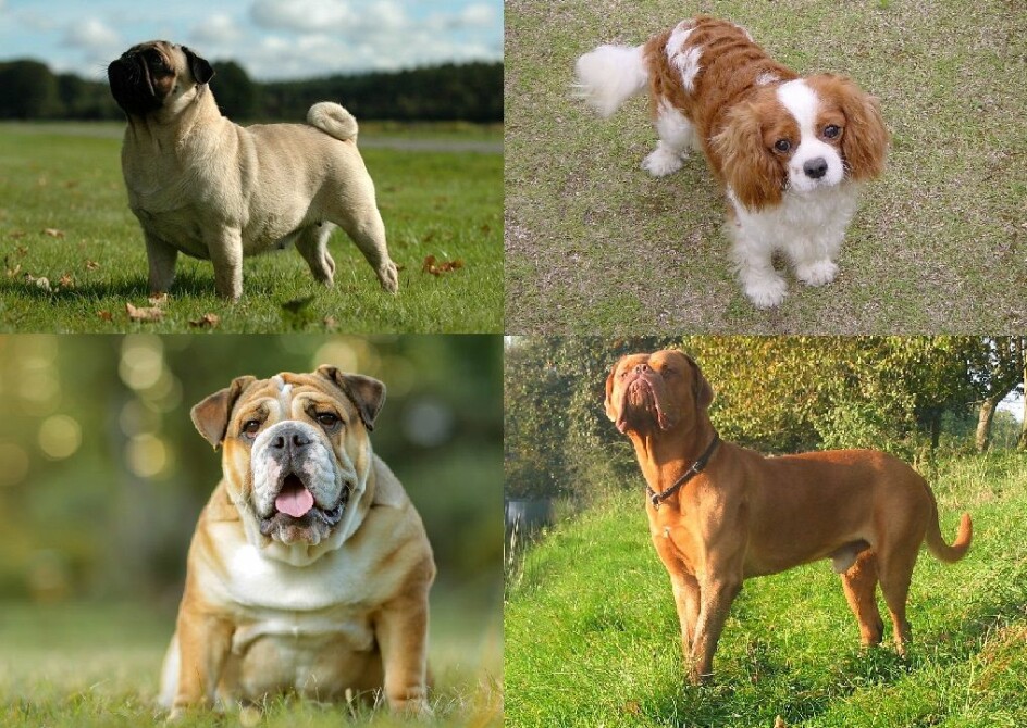 Her er noen av hundene med kort snute som hadde høyest risiko for overoppheting ifølge den britiske undersøkelsen. Fra øverst til venstre: mops, Cavalier king charles spaniel, bulldog og fransk mastiff.