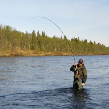 Tiden er over da jakt og fiske var et økonomisk bidrag til familier. Flere steder er det nå først og fremst de store fiskene – trofeene – som tas ut av elvene. (Foto: Shutterstock) Tiden er over da jakt og fiske var et økonomisk bidrag til familier. Flere steder er det nå først og fremst de store fiskene – trofeene – som tas ut av elvene. (Foto: Shutterstock)