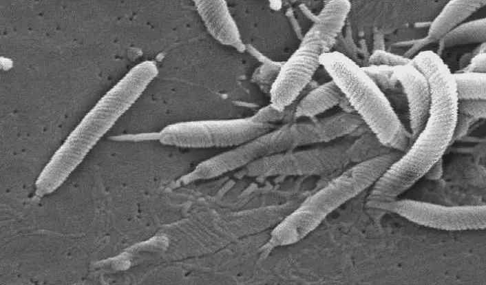 Helicobacter pylori fotografert med elektronmikroskop. (Foto: Janice Carr/Wikimedia Commons)