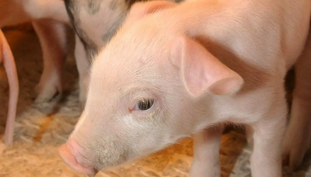 Antibiotika i maten endrer grisemagen