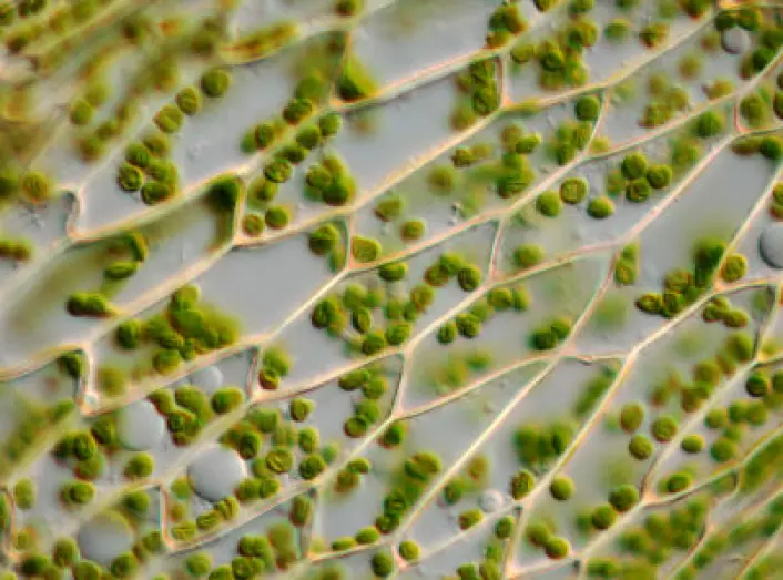 Moseblad med grønne kloroplaster inni. Kloroplastene er organeller - små organer - som lager sukker av energien i sollyset. Alle planter og alger har slike kloroplaster. (Foto: iStockphoto)