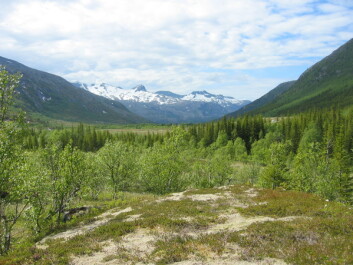 Kystskog i Nordland, like sør for Bodø. (Foto: Aksel Granhus, Skog og landskap) Kystskog i Nordland, like sør for Bodø. (Foto: Aksel Granhus, Skog og landskap)