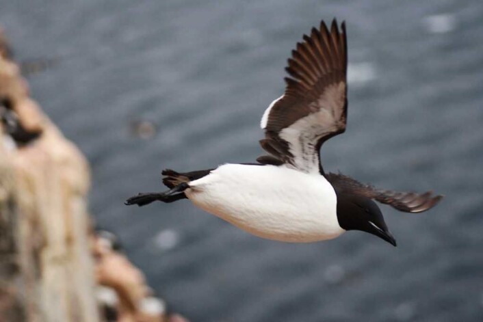 En polarlomvi i kjent flyvestil. Her er et av bildene til forskerne fra kolonien i Hudson Bay i Canada. (Foto: Kyle Elliott) En polarlomvi i kjent flyvestil. Her er et av bildene til forskerne fra kolonien i Hudson Bay i Canada. (Foto: Kyle Elliott)