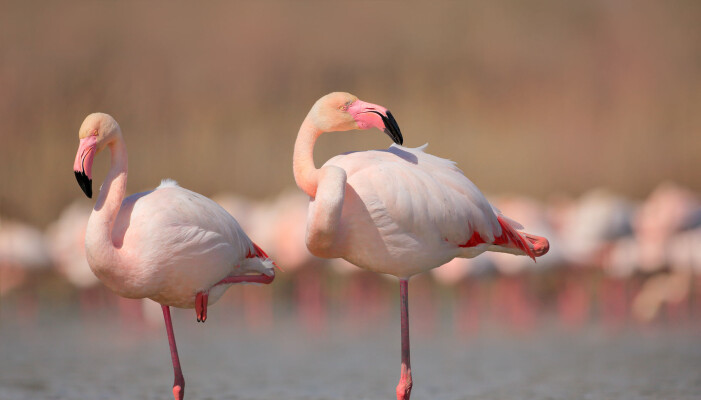 Bare flamingoen vet hvorfor den ofte står på ett ben. Her er storflamingoer i Frankrike. Bare flamingoen vet hvorfor den ofte står på ett ben. Her er storflamingoer i Frankrike.