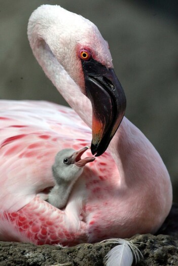 Her får flamingobabyen melk fra en av foreldrene sine. Melken blir lagd i halsen og kommer ut gjennom nebbet. Her får flamingobabyen melk fra en av foreldrene sine. Melken blir lagd i halsen og kommer ut gjennom nebbet.