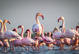 7 ting du ikke visste om flamingoer