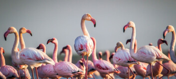 7 ting du ikke visste om flamingoer