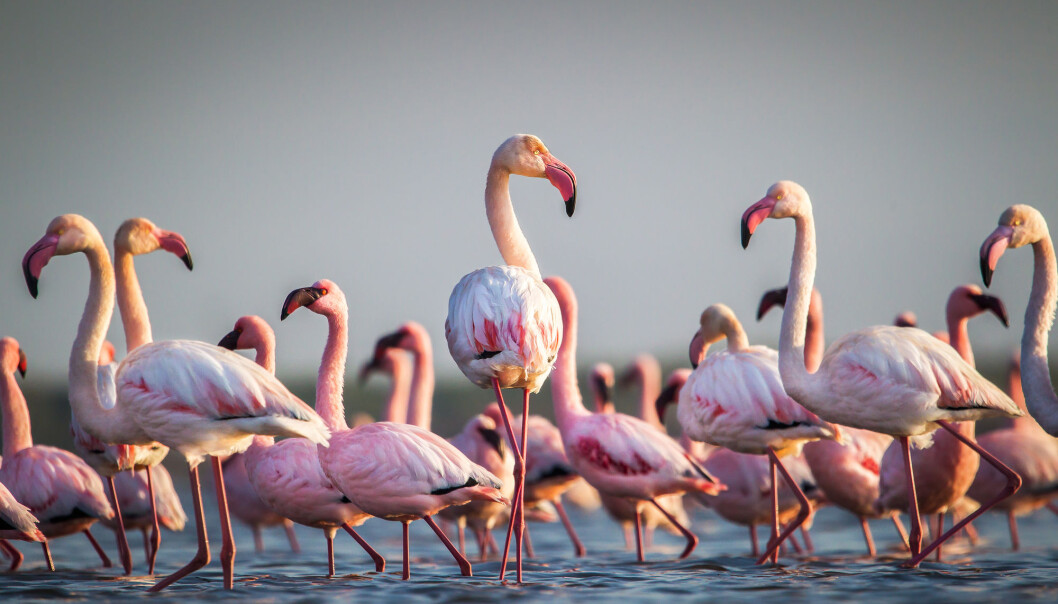 Flamingoene er noen skikkelig tøffinger. De tåler veldig salte innsjøer, veldig varme kilder og veldig kalde vintre i fjellene. Flamingoene er noen skikkelig tøffinger. De tåler veldig salte innsjøer, veldig varme kilder og veldig kalde vintre i fjellene.