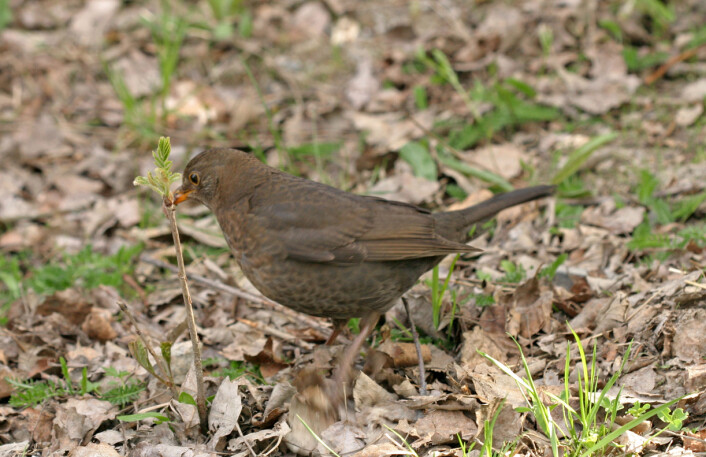 Svarttrost (Turdus merula) sitter ofte i toppen av et tre eller et annet høyt utsiktspunkt og sprer sine kraftige og melodiøse toner utover. Bildet viser en hunn, hannen er svart. (Foto: Hans Petter Kristoffersen / Skog og landskap) Svarttrost (Turdus merula) sitter ofte i toppen av et tre eller et annet høyt utsiktspunkt og sprer sine kraftige og melodiøse toner utover. Bildet viser en hunn, hannen er svart. (Foto: Hans Petter Kristoffersen / Skog og landskap)