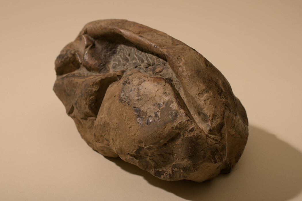 Legendre og hans kolleger tror ikke egget kommer fra en dinosaur, ettersom dinosaurene som levde i Antarktis på den tiden, stort sett var for små til å legge så store egg. Legendre og hans kolleger tror ikke egget kommer fra en dinosaur, ettersom dinosaurene som levde i Antarktis på den tiden, stort sett var for små til å legge så store egg.