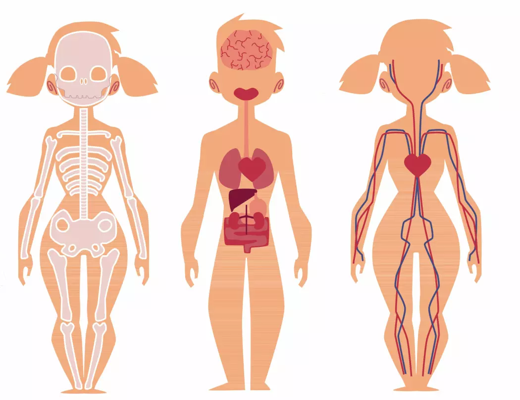 Vi har de samme organene inne i kroppen og de sitter på samme sted.