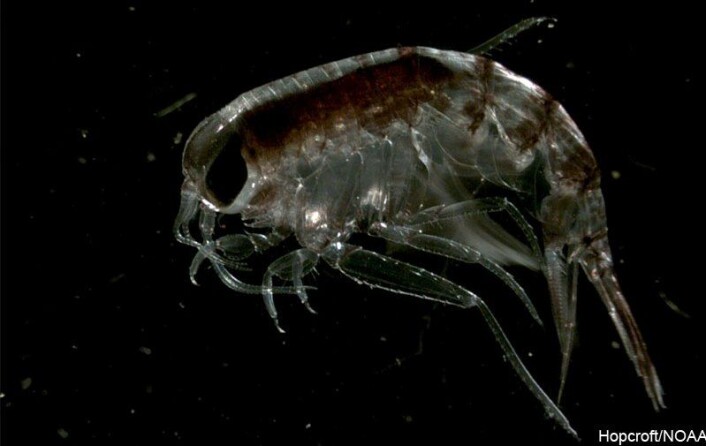 Svartåta har ikke fått noe offisielt norsk navn, men går under det latinske Themisto libellula. (Foto: Arctic Ocean Biodiversity) Svartåta har ikke fått noe offisielt norsk navn, men går under det latinske Themisto libellula. (Foto: Arctic Ocean Biodiversity)