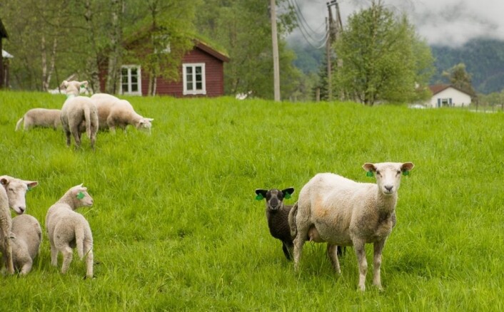 Trygg mat, høy dyrevelferd og sunt kosthold. Det er de tre målene som skårer høyest når norske forbrukere blir spurt om hva som er viktigst med norsk landbruk. At dyrene skal gå ute på beite kommer på fjerdeplass. (Foto: (Kai Jensen/Scanpix)) Trygg mat, høy dyrevelferd og sunt kosthold. Det er de tre målene som skårer høyest når norske forbrukere blir spurt om hva som er viktigst med norsk landbruk. At dyrene skal gå ute på beite kommer på fjerdeplass. (Foto: (Kai Jensen/Scanpix))