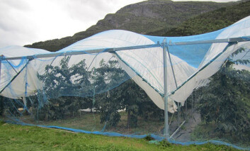 I 2010 fant antageligvis den første dyrkingen av økologiske moreller sted i Norge. (Foto: Mekjell Meland) I 2010 fant antageligvis den første dyrkingen av økologiske moreller sted i Norge. (Foto: Mekjell Meland)