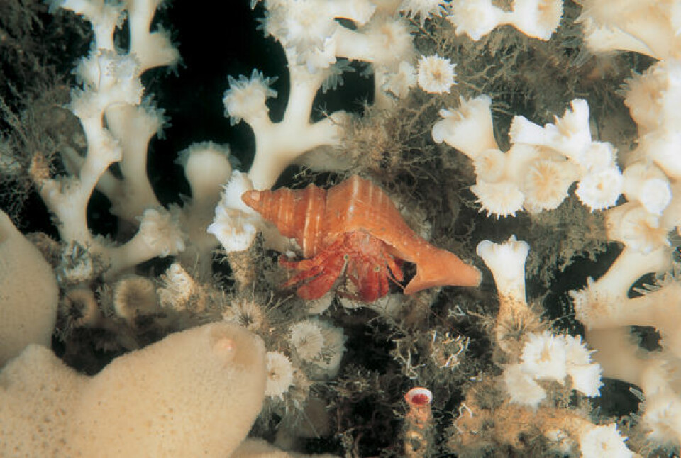 Røstrevet er verdens største dypvannskorallrev. Den består hovedsakelig av koralltypen lophelia og er levested og skjulested for mange arter som denne eremittkrepsen. (Foto: UWPhoto/Erling Svendsen)