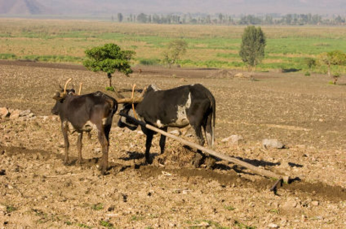 Okser og plog i Etiopia. (Illustrasjonsfoto: iStockphoto) Okser og plog i Etiopia. (Illustrasjonsfoto: iStockphoto)