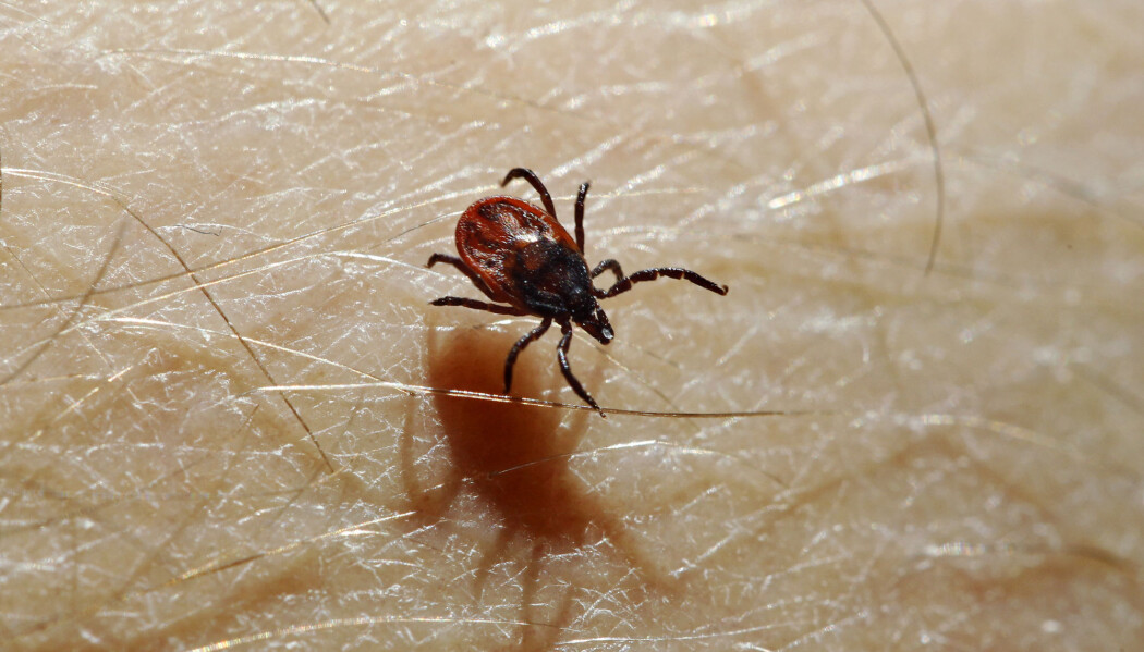 Ved utgangen av mai måned var det registrert 89 borrelia-tilfeller i Meldingssystem for smittsomme sykdommer (MSIS). Det er flere enn noen gang tidligere registrert. Her et bilde av en flått som kravler på menneskehud. Ved utgangen av mai måned var det registrert 89 borrelia-tilfeller i Meldingssystem for smittsomme sykdommer (MSIS). Det er flere enn noen gang tidligere registrert. Her et bilde av en flått som kravler på menneskehud.