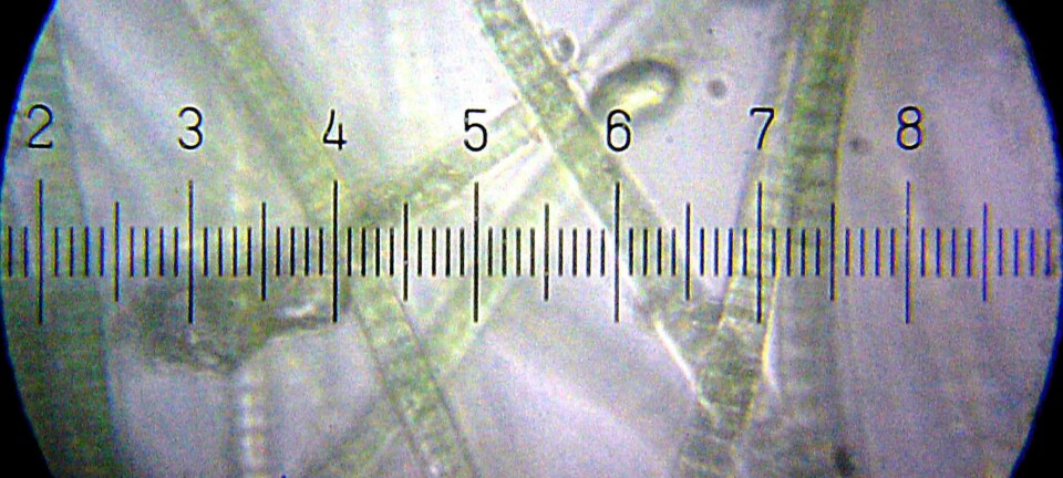 Cyanobakterier. Bob Blaylock/Wikimedia Commons