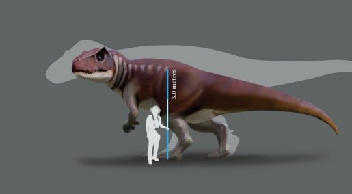 Svære, kjøttetende dinosaurer levde i Australia