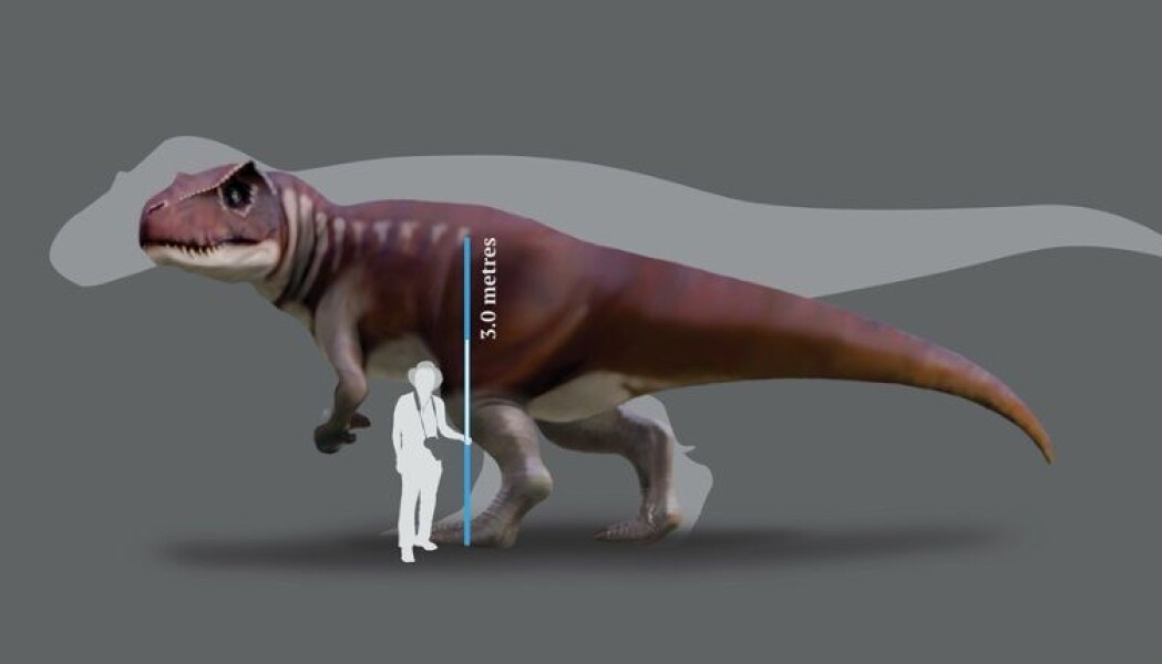 Kayentapus var mindre enn den største Tyrannosaurus rex, men trolig blant de største kjøtteterne i sin tid – 90 millioner år før det mer kjente rovdyret. Kayentapus var mindre enn den største Tyrannosaurus rex, men trolig blant de største kjøtteterne i sin tid – 90 millioner år før det mer kjente rovdyret.