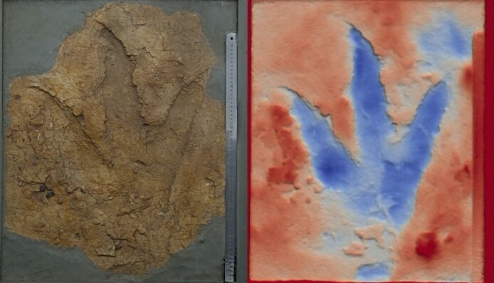 Et dinosaurfotspor fra gruvene i Australia. Et dinosaurfotspor fra gruvene i Australia.