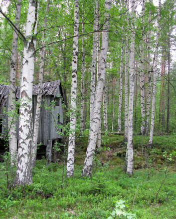 Hengebjørk (Betula pendula) fra Saltdal kommune i Nordland. (Foto: Arne Steffenrem, Skog og landskap) Hengebjørk (Betula pendula) fra Saltdal kommune i Nordland. (Foto: Arne Steffenrem, Skog og landskap)