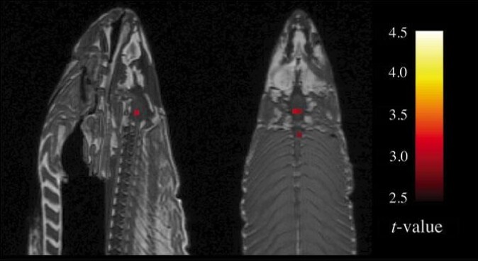 FMRI-skanning av en død laks. Forskere påviste hjerneaktivitet i død laks i 2009 for å vise hvor lett det er å overfortolke fMRI-bilder. FMRI-skanning av en død laks. Forskere påviste hjerneaktivitet i død laks i 2009 for å vise hvor lett det er å overfortolke fMRI-bilder.