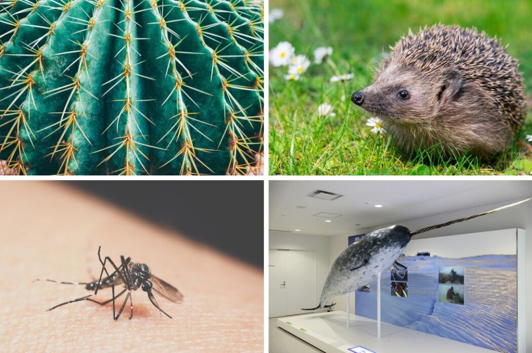 Hva har piggene på en kaktus og et pinnsvin, snabelen til en mygg og støttannen til en narhval til felles? Et naturlig regnestykke. Hva har piggene på en kaktus og et pinnsvin, snabelen til en mygg og støttannen til en narhval til felles? Et naturlig regnestykke.