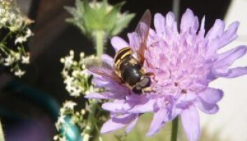 Blomsterfluer besøker mange plantearter. Her på rødknapp. Blomsterfluer besøker mange plantearter. Her på rødknapp.