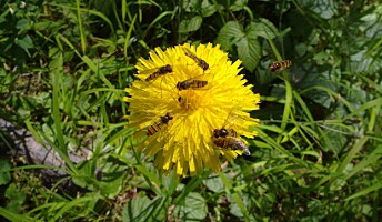 Seks eksemplarer av dobbeltbåndet blomsterflue på flekkgrisøre. Blomsterfluer spiser både nektar og pollen. Seks eksemplarer av dobbeltbåndet blomsterflue på flekkgrisøre. Blomsterfluer spiser både nektar og pollen.