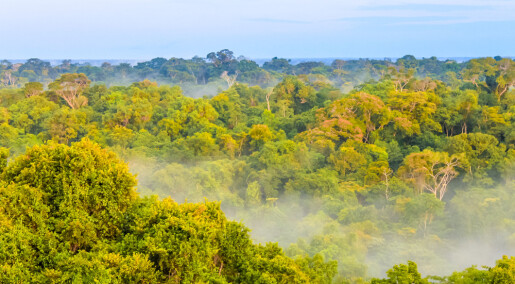 Mangfoldig skog i Amazonas skyldes eldgammelt jordbruk
