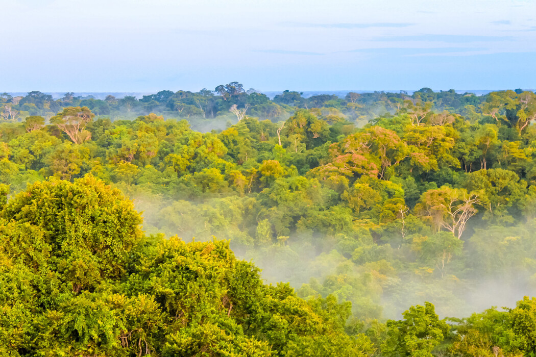 Arven etter urfolk bidrar til artsmangfold i regnskogen i Brasil Arven etter urfolk bidrar til artsmangfold i regnskogen i Brasil