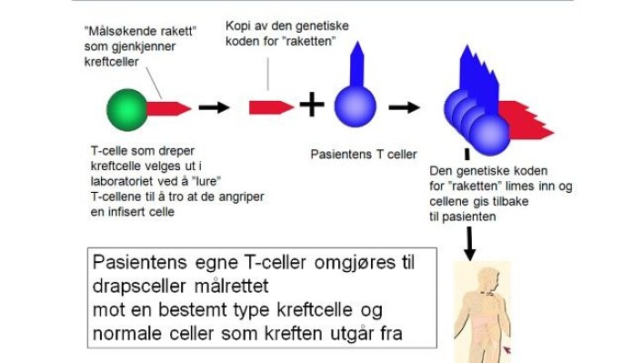 Slik skal kroppens eigne immunceller bli lurt til å drepe kreftceller. (Foto: Johanna Olweus, Universitetet i Oslo) Slik skal kroppens eigne immunceller bli lurt til å drepe kreftceller. (Foto: Johanna Olweus, Universitetet i Oslo)