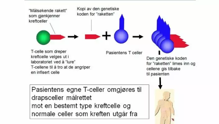 Slik skal kroppens eigne immunceller bli lurt til å drepe kreftceller. (Foto: Johanna Olweus, Universitetet i Oslo)
